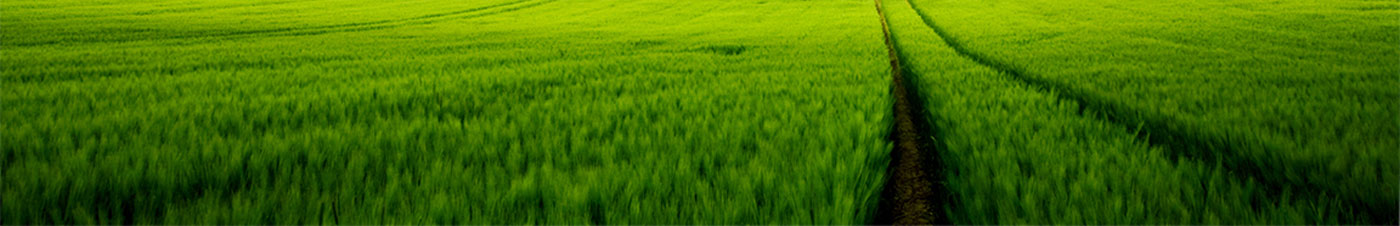 grass